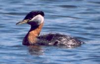 [Red-necked Grebe]