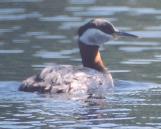 [Red-necked Grebe]