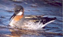 [Red-necked Phalarope]