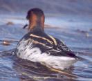 [Red-necked Phalarope]