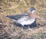 [Red-necked Phalarope]