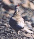 [Rock Ptarmigan]