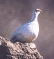 [Rock Ptarmigan]
