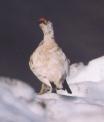 [Rock Ptarmigan]