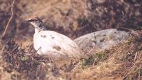 [Rock Ptarmigan]