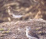 [Rock Sandpiper]