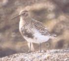 [Rock Sandpiper]