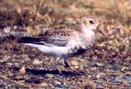 [Rock Sandpiper]