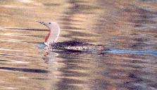 [Red-throated Loon]