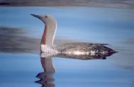 [Red-throated Loon]