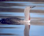 [Red-throated Loon]