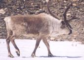 [Reindeer]