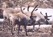 [Reindeer]