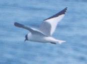 [Sabine's Gull]
