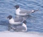 [Sabine's Gull]