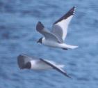 [Sabine's Gull]