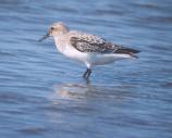 [Sanderling]
