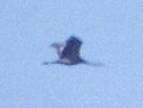 [Sandhill Crane]