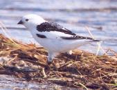 [Snow Bunting]