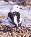 [Snow Bunting]