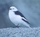 [Snow Bunting]