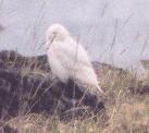 [Snowy Owl]