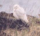 [Snowy Owl]