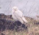 [Snowy Owl]