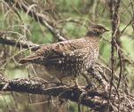 [Spruce Grouse]