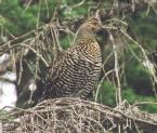 [Spruce Grouse]