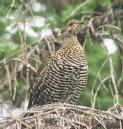 [Spruce Grouse]