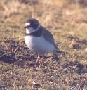 [Semipalmated Plover]