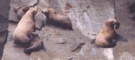 [Steller's Sea Lion]