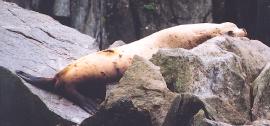 [Steller's Sea Lion]