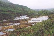 [Hatcher Pass beaver constructions]