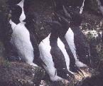 [Thick-billed Murre]
