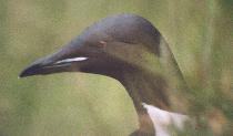 [Thick-billed Murre]