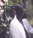 [Thick-billed Murre]