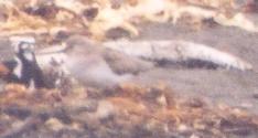 [Terek Sandpiper]