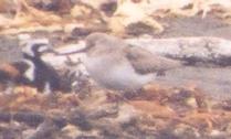 [Terek Sandpiper]