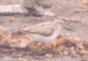 [Terek Sandpiper]