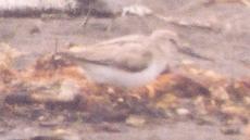 [Terek Sandpiper]