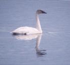[Trumpeter Swan]