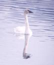 [Trumpeter Swan]