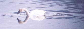 [Trumpeter Swan]