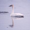[Trumpeter Swan]