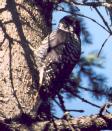 [Three-toed Woodpecker]