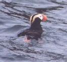 [Tufted Puffin]