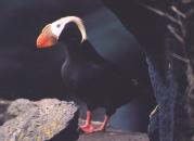 [Tufted Puffin]
