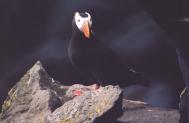 [Tufted Puffin]